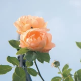 2022-09-04-10-40-57_____image_9